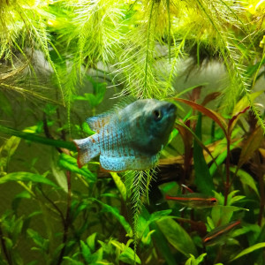 gourami nain mâle