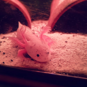 Axolotls à vendre ! (16cm à 20cm et +) mâles et femelles