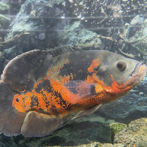 Oscar - Astronotus ocellatus