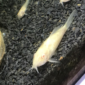 Corydoras Albinos