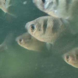 Donne tout les poisson de l'aquarium