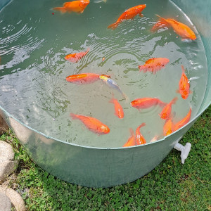 Poisson rouge de bassin