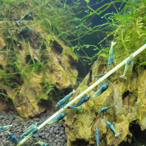 Crevette Caridina Blue Bolt