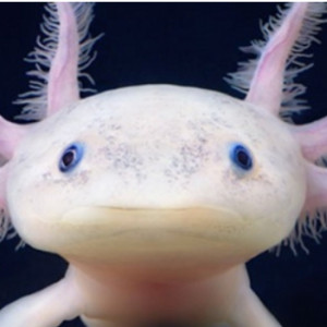 Acheter un axolotl - Achat en ligne - Aquariophilie & Aquascaping