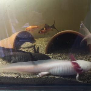 Vente couple axolotl adulte avec aquarium 80cm  sur meubleet pompe filtrante