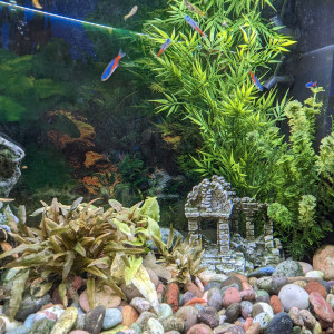 Aquarium+ meuble Juwel Rio 125