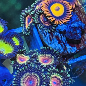 Zoas