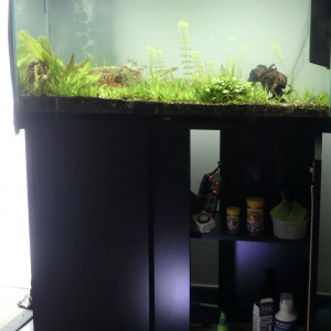 AQUARIUM CIANO 200 L