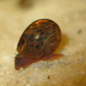 PLANORBE rouge et  brun "léopard"