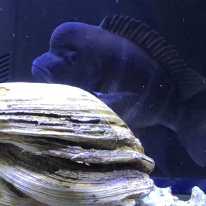 Cyphotilapia frontosa gibberosa chituta Bay Zambia F1