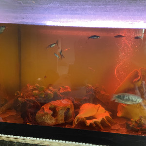 Vend poissons et aquarium 200 litres