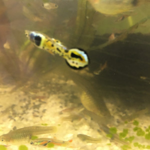 Guppy endler