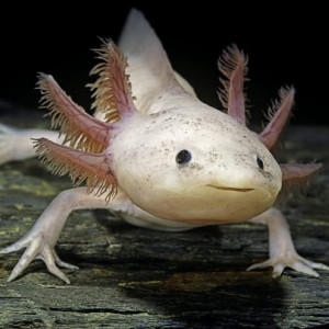 Recherche axolotls