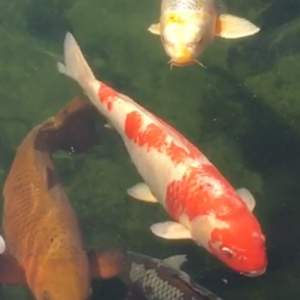 Grosses carpes koi