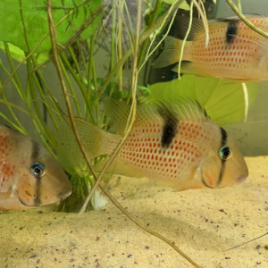 Guinacara sphenozona sipaliwini red spot (x6)