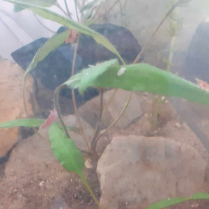 Vends ou échange crevettes (red sherry et japonica) et guppies