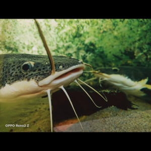 Poisson chat prédateur phractocephalus