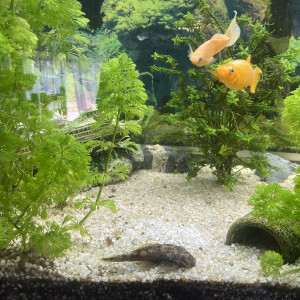 Aquarium 197L complet