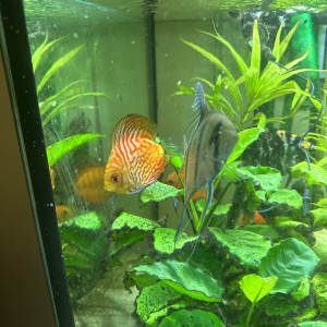 Discus