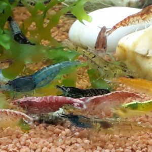 Lot 20 crevettes mix de couleurs