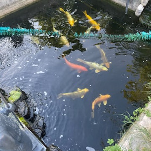 Differentes carpes koi