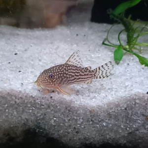 Corydoras sterbai