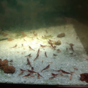 Vends crevettes Red cherry neocaridina