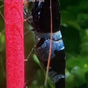 Caridina taitibee panda blue shadow