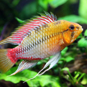 Poissons cichlides nains apistogramma