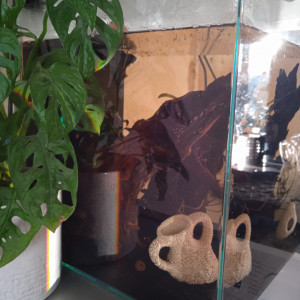 URGENT Donne lot poissons + aquarium