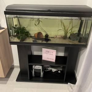 Vends couple Axolotls