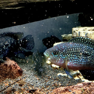 Poisson Jack Dempsey