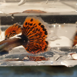 Guppy Dumbo Ear Red Mosaique  (couple 1M + 1F)