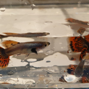 Guppy Dumbo Ear Red Mosaique  (couple 1M + 1F)