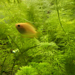 Gourami miel trichogaster chuna (duo)