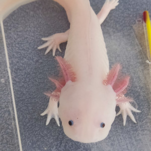 Axolotl : Entretien, couleurs, coûts – toutes les infos