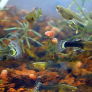 Guppy, guppies, mâles et femelles, femelles gestantes