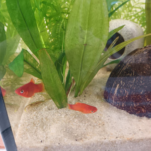 couple de platy