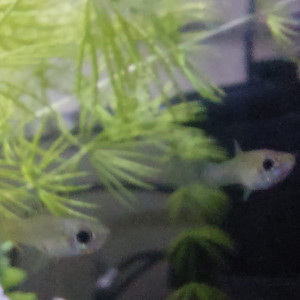 Don Alevins Guppys endler