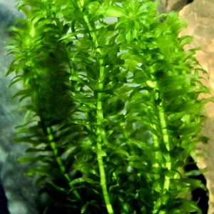 Plante aquarium eau douce «  Limnophila sessiliflora » - Lot de 10 brins = 5€