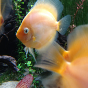 Discus