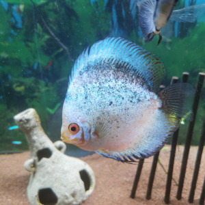 Discus