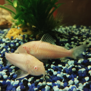 Corydoras