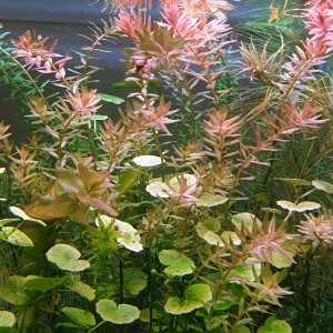 Plantes aquarium eau douce