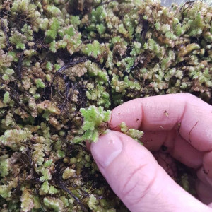 Azolla