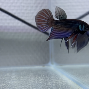 Betta spendens et sauvage