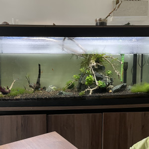 Aquarium Fluval 240 litres équipé avec sable, plantes et poissons (en option)