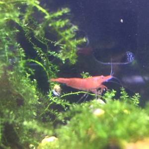 Crevettes Neocaridina Davidi Red Sakura (Sakura Red)