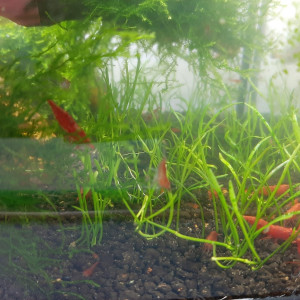 Crevettes Neocaridina Davidi Red Sakura (Sakura Red)