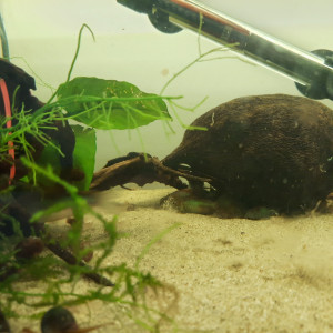 Corydoras Orange Venezuela